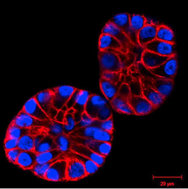 }gQH2B-GFP𔭌MCF10AזESiR-AN`ŐF