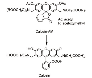 זẼGXe[[ iCalcein AMj