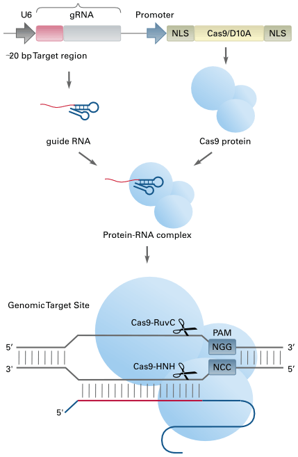 「Crispr cas9」の画像検索結果