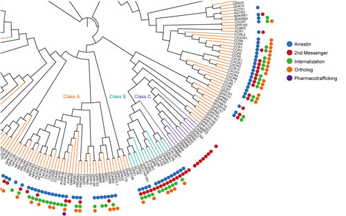 GPCR パネルサービス dendrogram