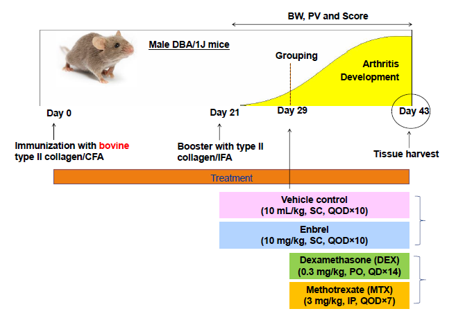���ȖƉu����(RA)�ł���֐߃��E�}�`���f���}�E�X�iCIA�}�E�X�j�̍쐻�H������ѓ��򌋉�