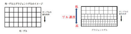 electrophoresis_2.jpg