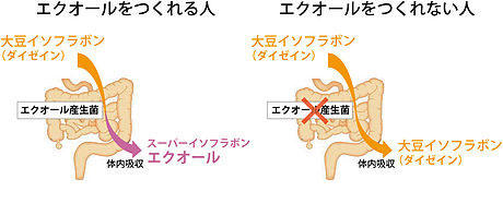エクオールをつくれる人とつくれない人