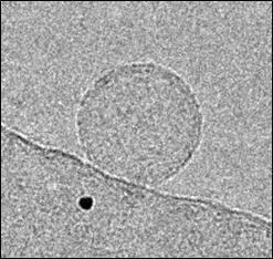 クライオ電子顕微鏡Titan Kriosで撮影し