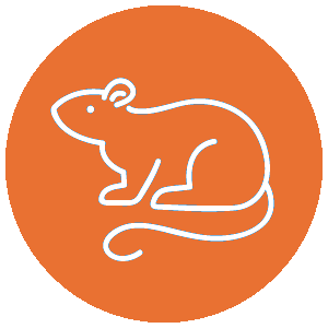 ���������p�ߖ@