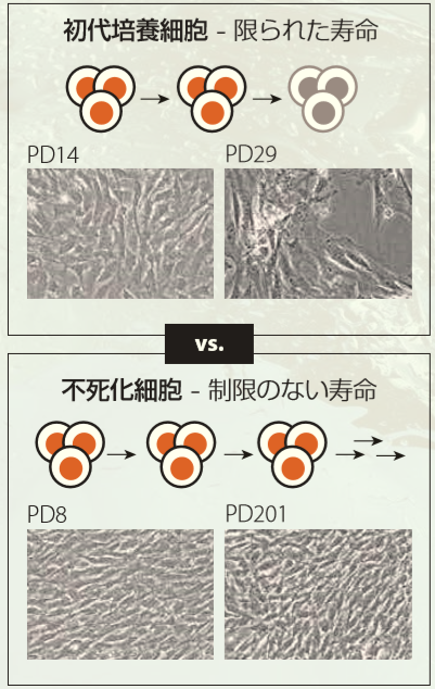 初代培養細胞 vs. 不死化細胞