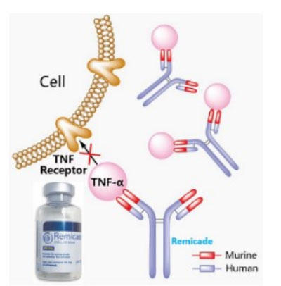 TNF阻害薬として知られるマウス-ヒトキメラモノクローナル抗体 特集：インフリキシマブ(Infliximab, Remicade)