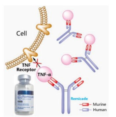 CtLV}u(Infliximab, Remicade)