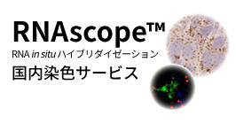 RNAscope(R) RNA in situ ハイブリダイゼーション 国内染色サービス