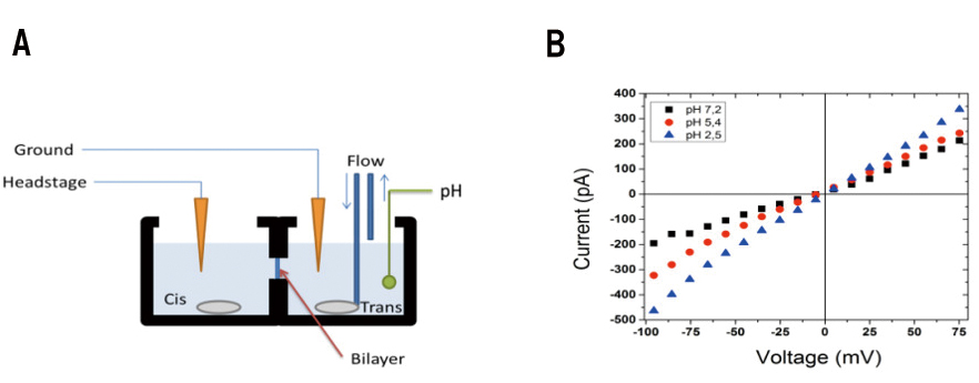 M2 Ion Channel̃of[Vf[^