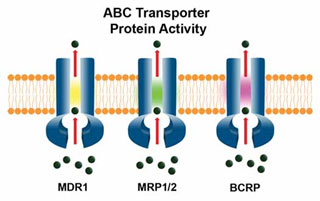 ABC Transporter Protein Activity