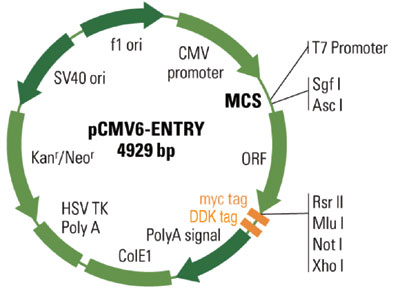 org-20130822-1_ORG_RC_1.jpg