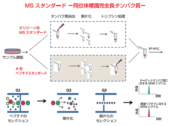 MSX^_[h -ʑ̕WS^pN-