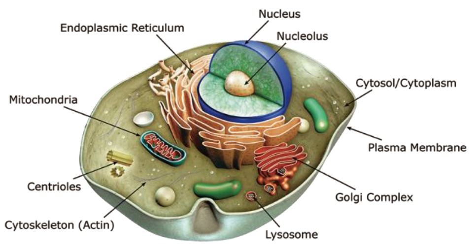 organelles_fluorescence_probe_abd_01.png