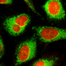 organelles_fluorescence_probe_abd_03.png