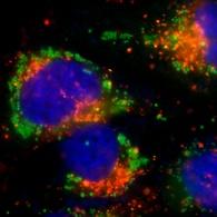 organelles_fluorescence_probe_abd_04.jpg