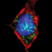 organelles_fluorescence_probe_abd_05.png