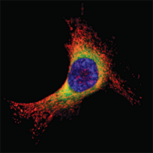 organelles_fluorescence_probe_abd_07.png