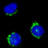 organelles_fluorescence_probe_abd_08.png