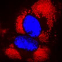 organelles_fluorescence_probe_abd_10.png