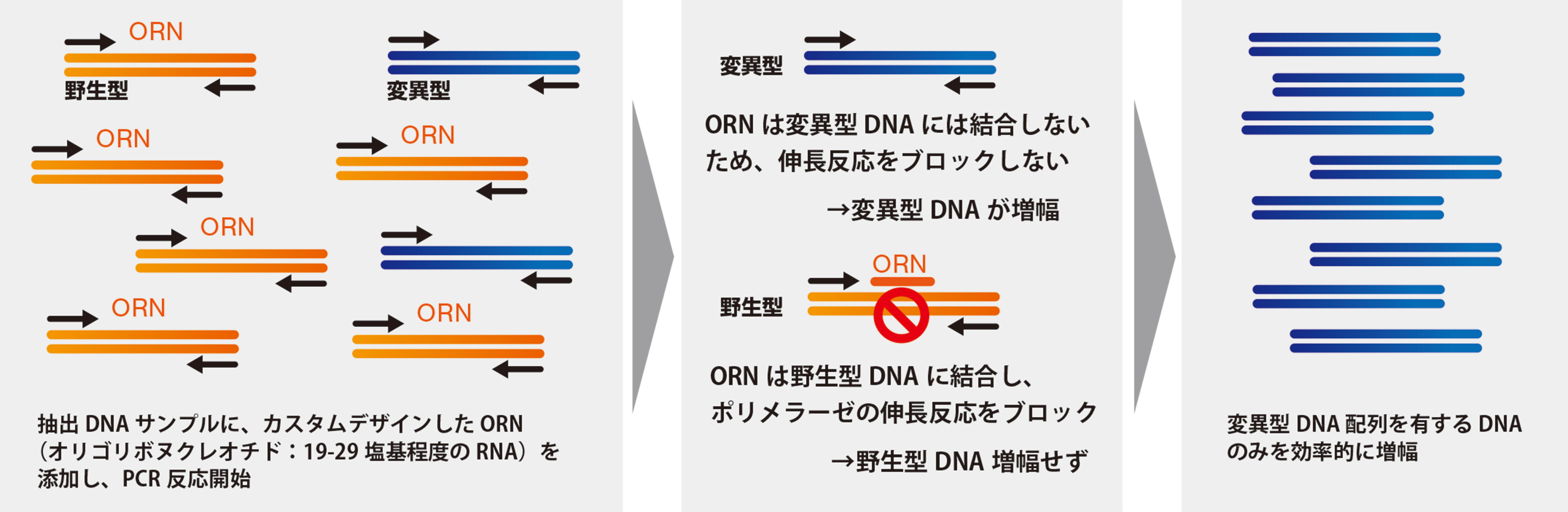 標的dnaのpcr増幅阻害用 orni pcr カスタムオリゴリボヌクレオチド orn 作製サービス 遺伝子変異検出の効率化やngs解析の高精度化を可能に 遺伝子変異検出の効率化やngs解析の高精度化を可能に コスモ バイオ株式会社