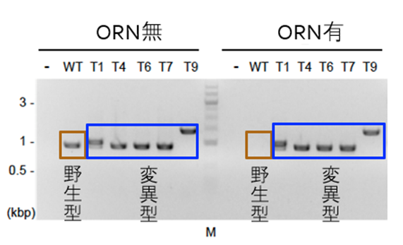 ゲノム編集細胞の検出