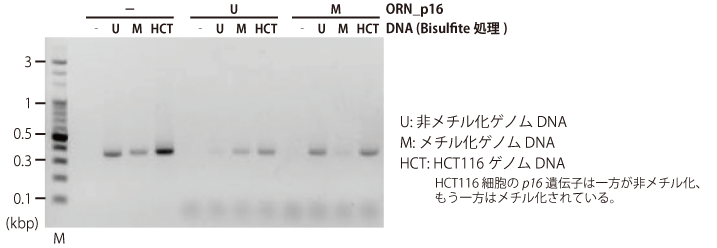 メチル化DNA修飾の検出が可能