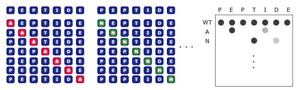 peputide_array_CPAP2