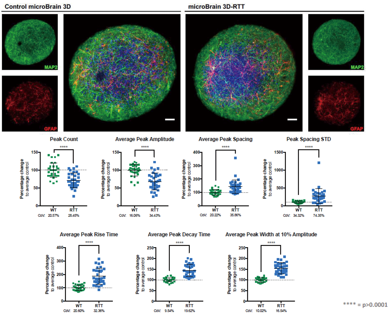 StemoniXmicroBrain 3D