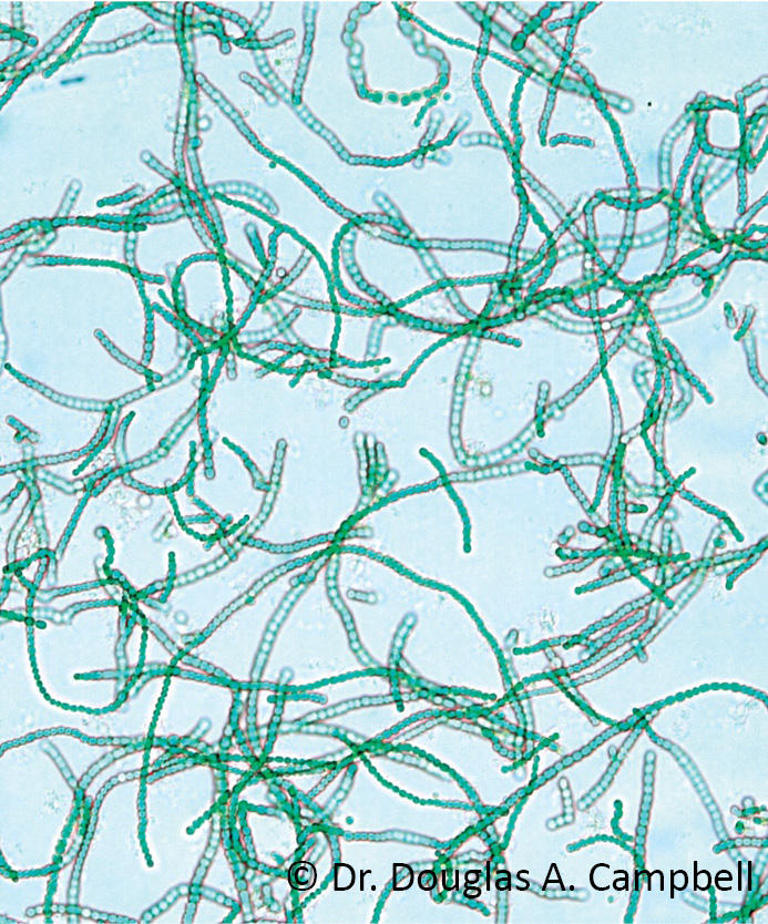 Cyanobacteria