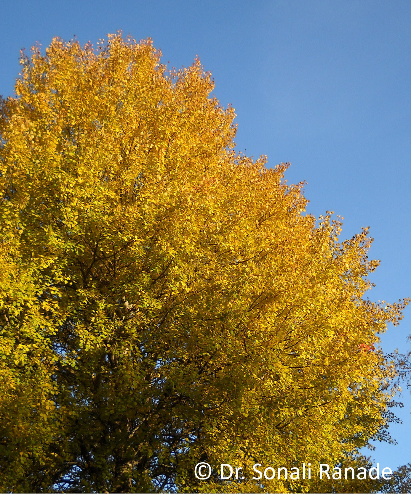 Populus sp.