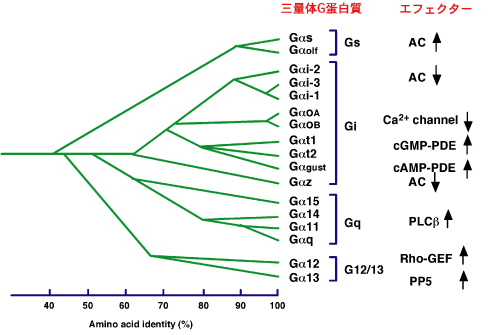 三量体Gタンパク質の種類とエフェクター