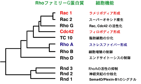 図2.RhoファミリーGタンパク質の種類とその代表的な機能