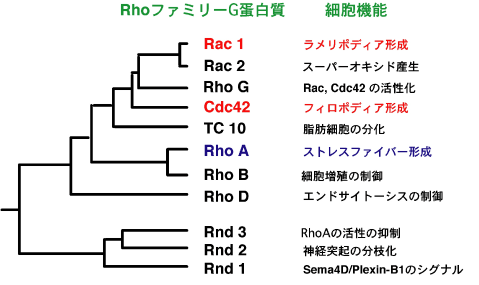 }2.Rhot@~[G^pN̎ނƂ̑\Iȋ@\