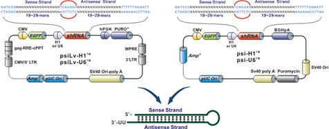 H1またはU6プロモーターを有するshRNAベースのレンチウイルス発現ベクター