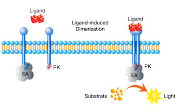 PathHunter(R) Receptor Dimerization Assays