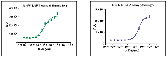 Create cell-based assays for specific heterodimer pairs based on native receptor biology