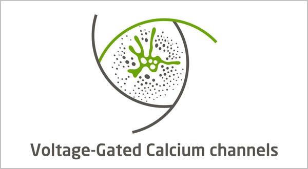 Voltage-gated Potassium Channel Assays