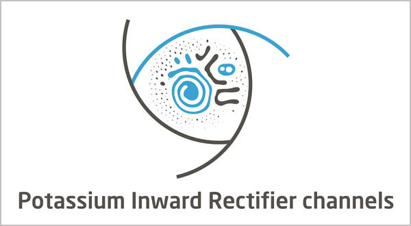 Inwardly Rectifying Potassium Channel