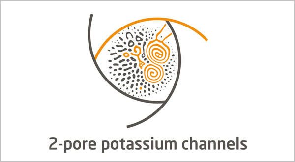 Tandem Pore Domain Potassium Channel