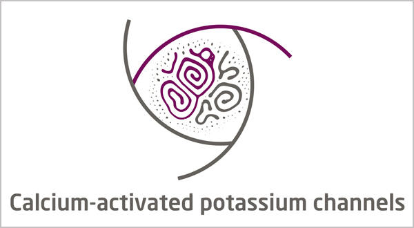 Potassium Channels__Calcium-activated Potassium Channel Assays