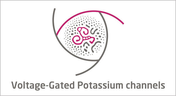 Voltage-Gated Calcium Channels