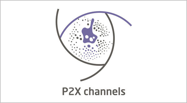P2X Channels