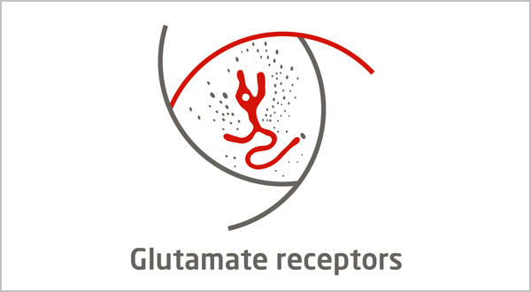 Glutamate receptors