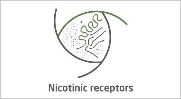 Nicotinic receptors
