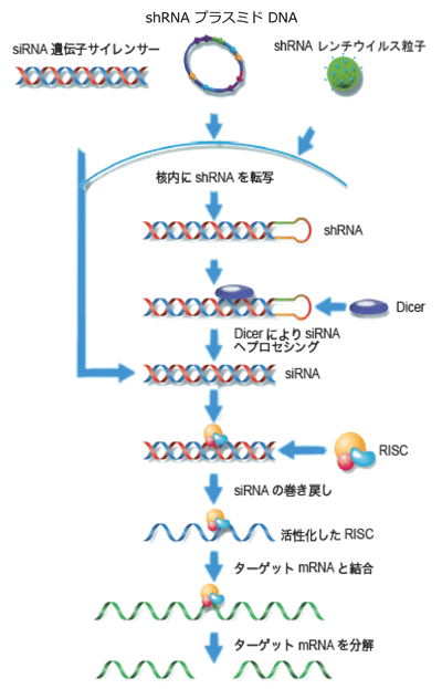 scb_20110606_01.gif