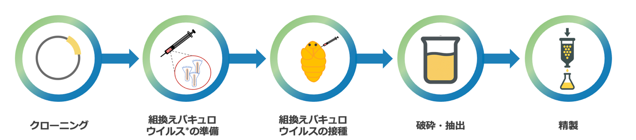 クローニング、組換えバキュロウイルスの準備、組換えバキュロウイルスの接種、破砕、精製