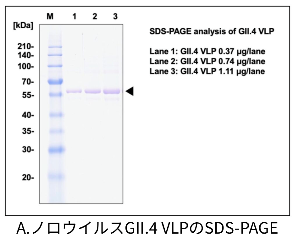 A.ノロウイルスGII.4 VLPのSDS-PAGE