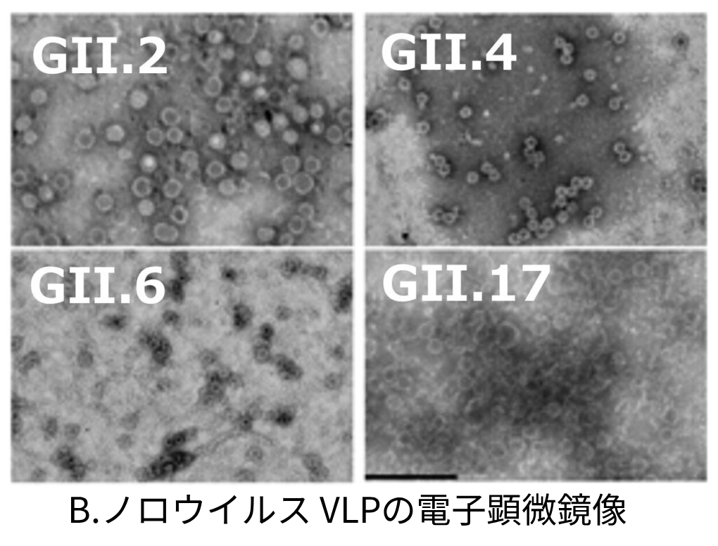 B.ノロウイルス VLPの電子顕微鏡像