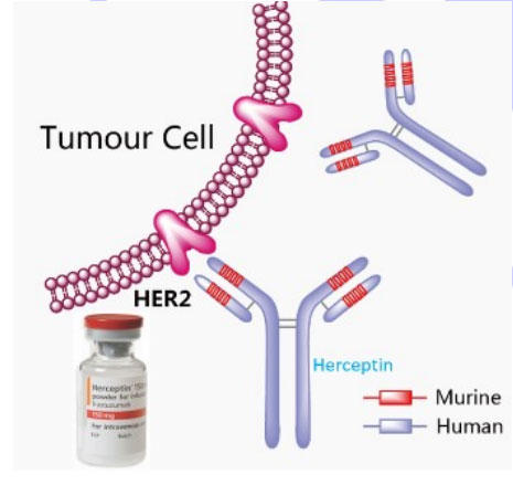トラスツズマブ (Trastuzumab, Herceptin)